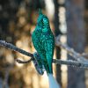 Inge-glas Manufaktur forest green bird