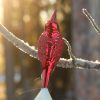 Inge-glas Manufaktur Red bird
