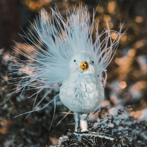 Snow birdie